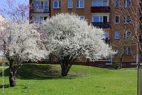 Trees covered with white flowers in a public park in spring