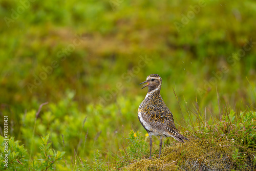 Golden plover on heather and grassland with blurred green background. Highland bird. Iceland . Scientific name  Pluvialis apricaria.