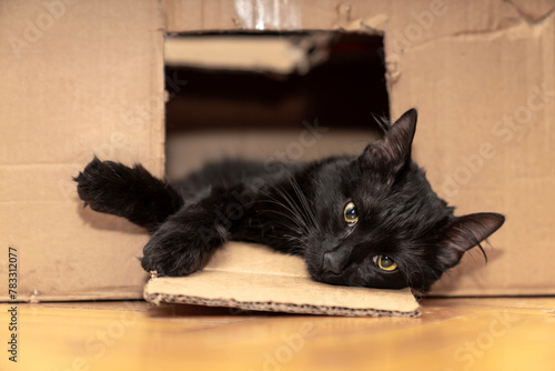 Cute black cat sitting, hiding, playing in cardboard box, domestic cat in the cardboard box. paper box. cat curiously looks out. Pets friendly and care concept.