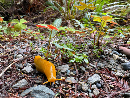 Banana slugs (Ariolimax sp) on the mud, rocky forest floor in  the redwood national park, California. Ariolimacidae family.   photo