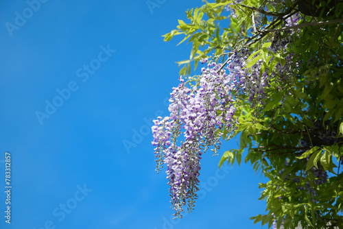 Springtime Wisteria against Blue Sky