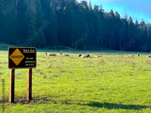 Close up on Danger Sign Warning Tourists to Not Approach Wild Elks on Foot. A Herd of Elks Calmly Lying in the Grass. Morning at Prairie Creek Redwoods, California. National Parks.