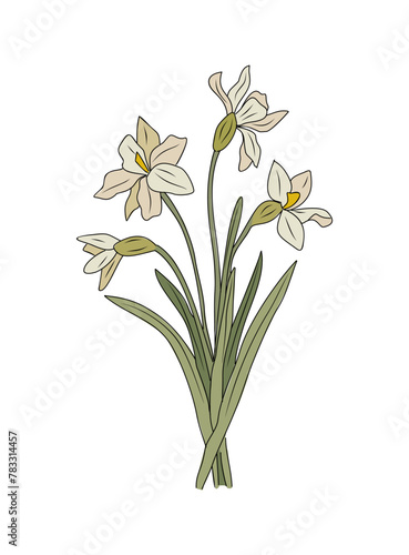 Narcissus  December Birth month flower colored line art vector illustration. Outline drawing for tattoo  logo  wall art isolated on transparent background.