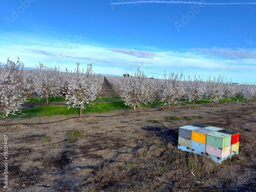 Almond Orchard with Colorful Beehives in the Right Corner. Trees in Bloom with Beautiful White Flowers. Spring of 2024, Davis California, USA. photo