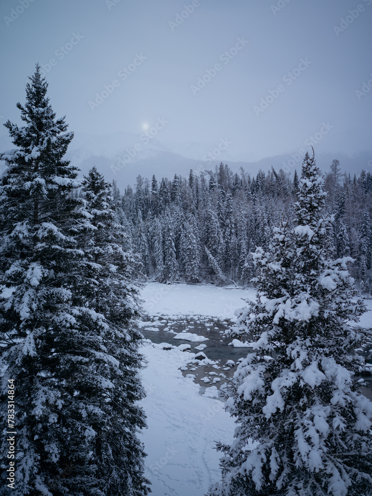 Obraz premium Serene Path in Snowy Forest at Night