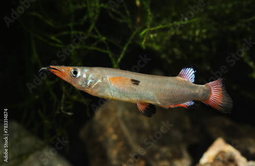 Black fin Celebes Halfbeak (Nomorhamphus liemi)	 photo