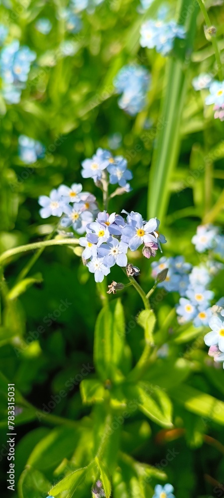 flowers forget-me-not flowers forget-me-not