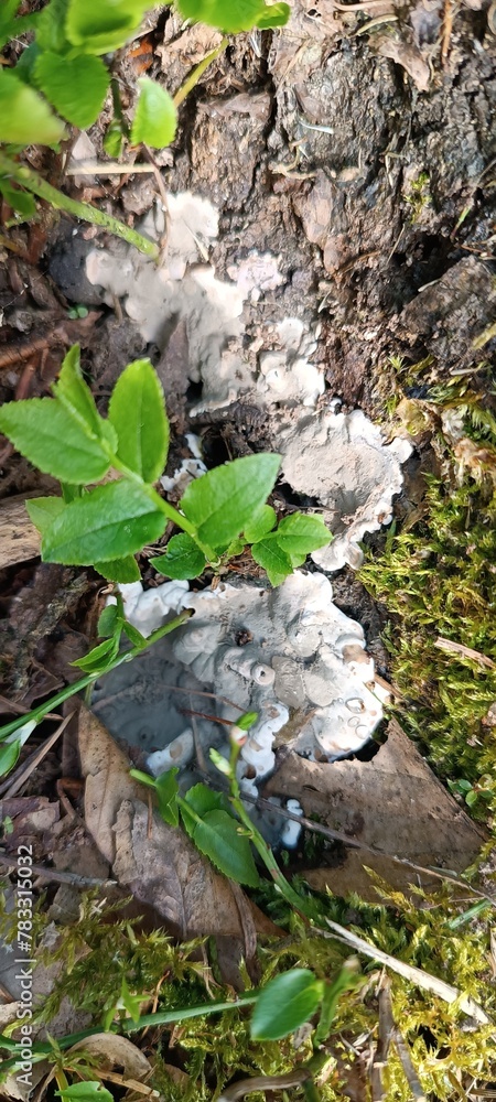 Fototapeta premium Mushrom in the forest