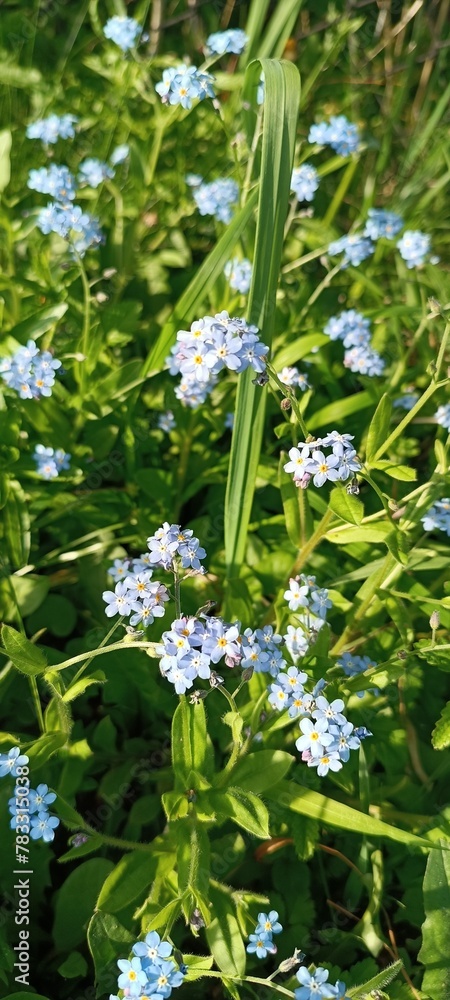 forget me not forget me not