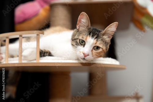 cat laying, sleeping, relaxing on a soft cat's shelf of a cat's house, cat tower, cat tree on top indoors. a grey and white cat laying on top of a scratching post. pet ownership, pet friend © ATRPhoto
