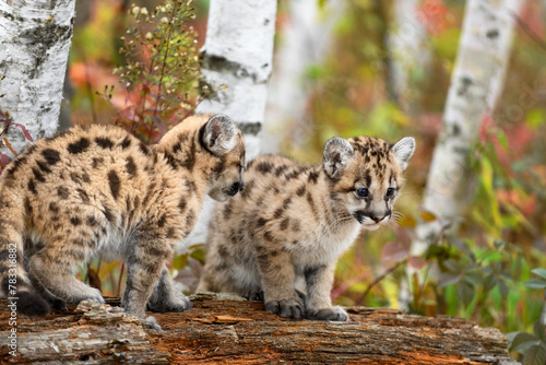 Cougar Kittens (Puma concolor) Together Atop Log Autumn © geoffkuchera