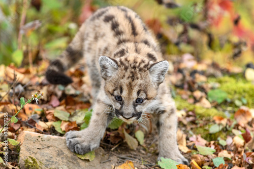 Cougar Kitten  Puma concolor  Steps Forward Paw Splayed Autumn