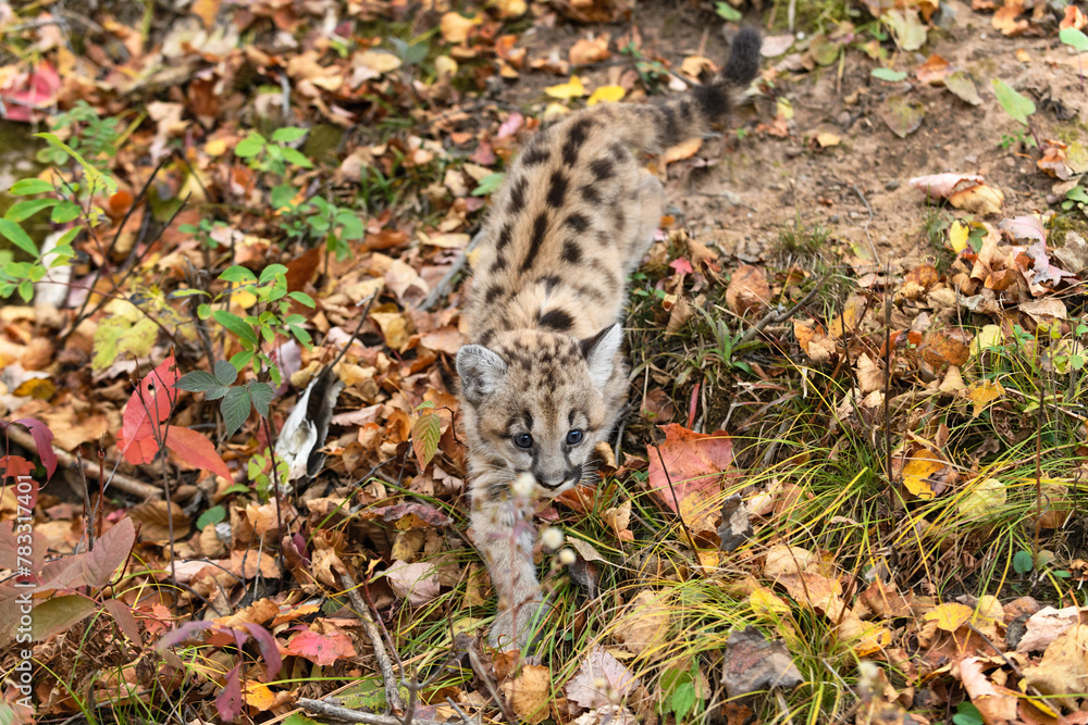 Cougar Kitten (Puma concolor) Walks Down Embankment Autumn