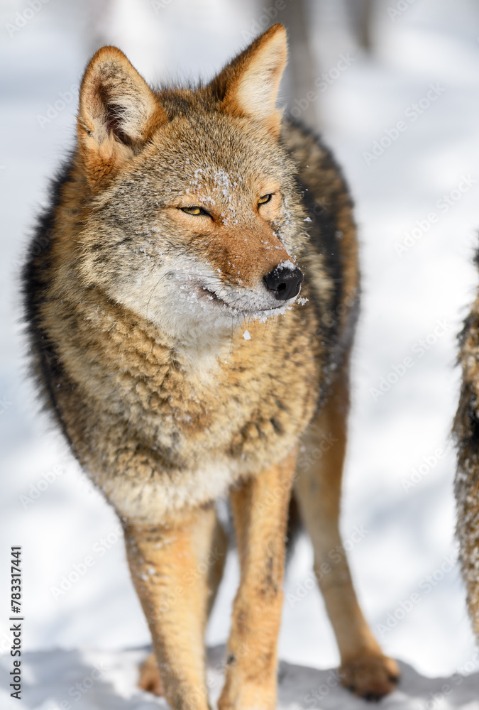 Coyote (Canis latrans) Looks Out Eyes Nearly Closed Winter