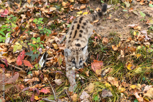 Obraz na płótnie Cougar Kitten (Puma concolor) Walks Down Embankment Autumn w salonie