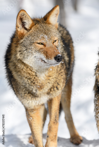 Coyote  Canis latrans  Looks Out Eyes Nearly Closed Winter