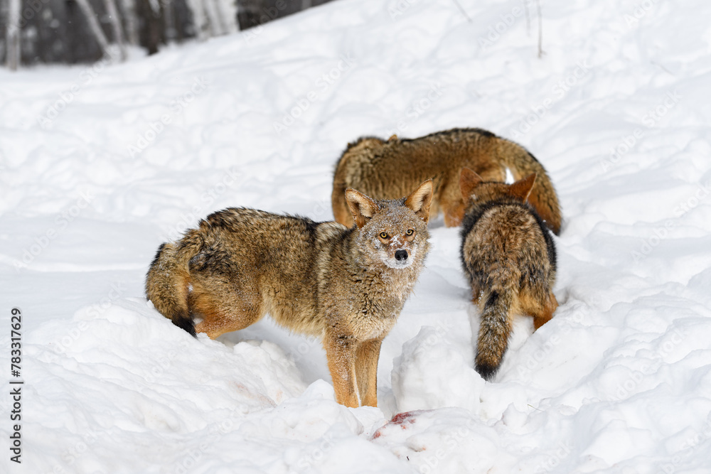 Coyote (Canis latrans) Looks Up From Blood in Snow With Pack Winter