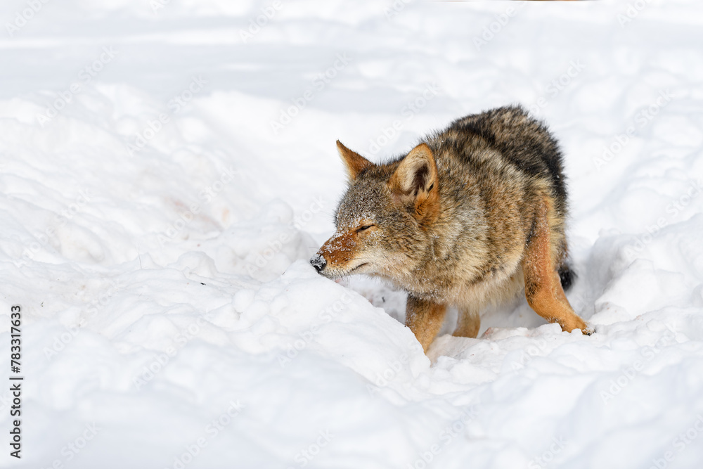 Coyote (Canis latrans) Sniffs at Snow With Blood Stains Winter