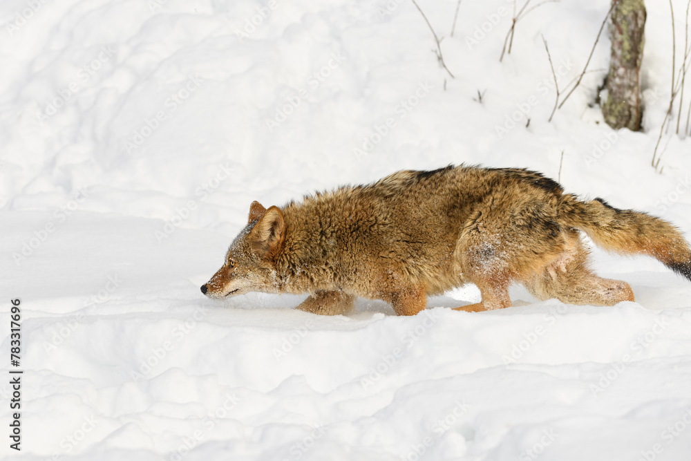 Coyote (Canis latrans) Walks Left Nose Low Winter