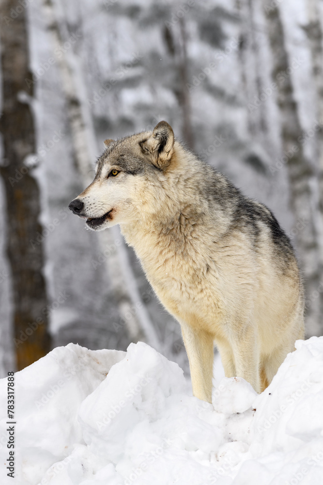 Grey Wolf (Canis lupus) in Profile Looking Left Mouth Slightly Open Winter