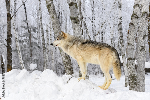 Grey Wolf (Canis lupus) Stands Facing Left Against Frosty Woods Winter