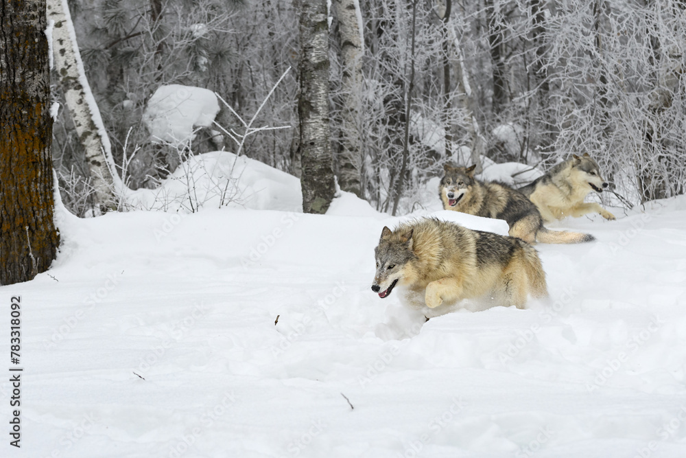 Grey Wolves (Canis lupus) Run and Chase Each Other in Frost Covered Woods Winter