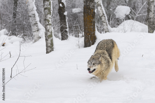 Grey Wolf (Canis lupus) Runs Forward Back Legs Up and Ears Back Winter