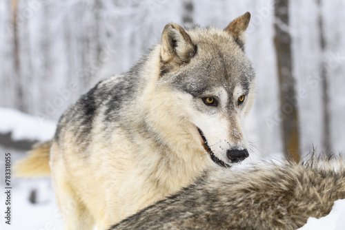 Grey Wolf (Canis lupus) Stands Over Back of Packmate Winter