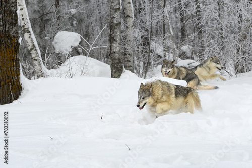 Grey Wolves (Canis lupus) Run and Chase Each Other in Frost Covered Woods Winter