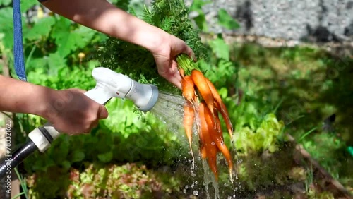 Carrots with haulm close up. A farmer holds a bunch of carrots and washes them with a hose. Fresh carrots have just been picked by a gardener against a background of eco greenery. High quality FullHD