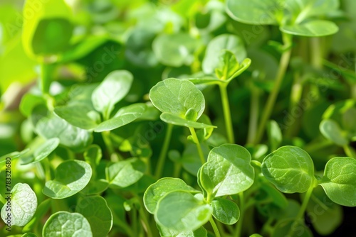 Close-up of microgreen broccoli. Concept of home gardening and growing greenery indoors