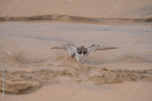 Turnstones seabird with the open wings in the beach sand at sunset