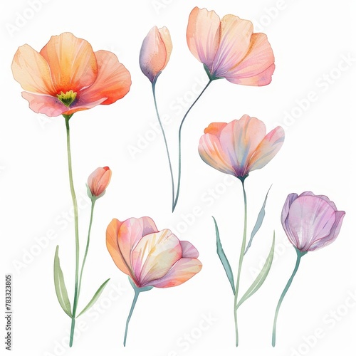 set of watercolor flowers