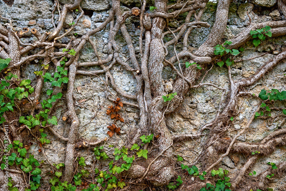  thick climb roots of an old common ivy on a wall in Bath Voesla at spring , Austria