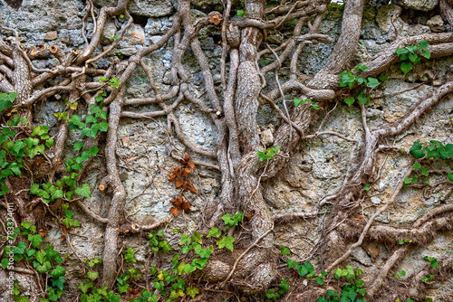  thick climb roots of an old common ivy on a wall in Bath Voesla at spring , Austria photo