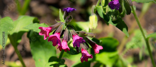 Wallpaper Mural Fiori di Pulmonaria officinalis, lungwort, su sfondo scuro sfocato. Immagine orizzontale. Torontodigital.ca