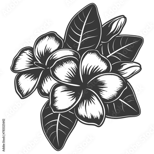 Silhouette plumeria flower black color only vector
