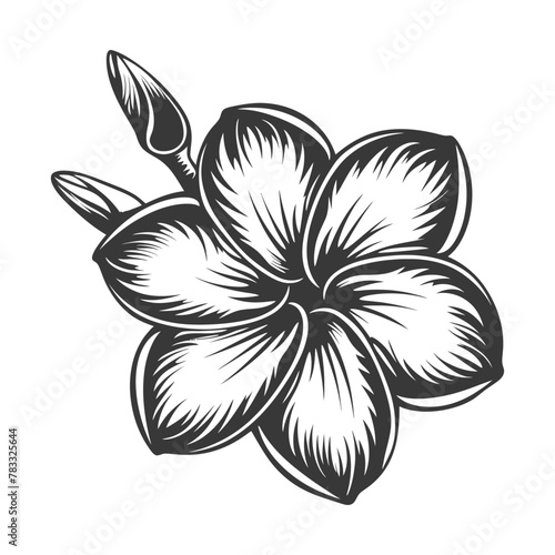 Silhouette plumeria flower black color only vector