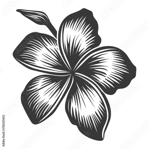 Silhouette plumeria flower black color only vector