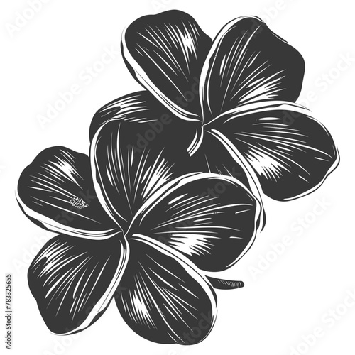 Silhouette plumeria flower black color only vector