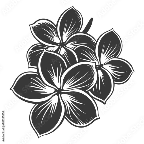 Silhouette plumeria flower black color only vector