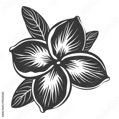 Silhouette plumeria flower black color only vector