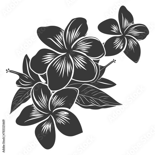 Silhouette plumeria flower black color only vector