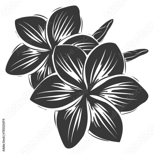 Silhouette plumeria flower black color only vector