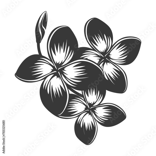 Silhouette plumeria flower black color only vector