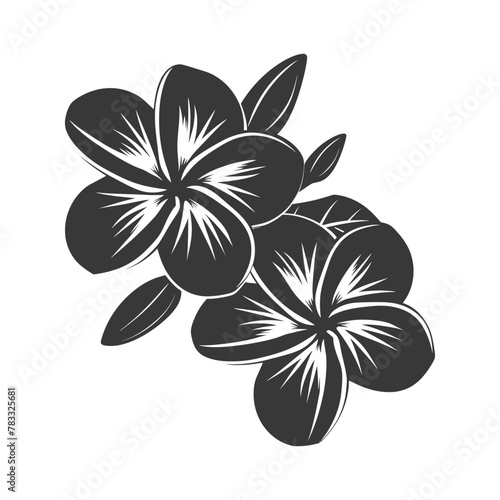 Silhouette plumeria flower black color only vector