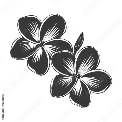Silhouette plumeria flower black color only vector