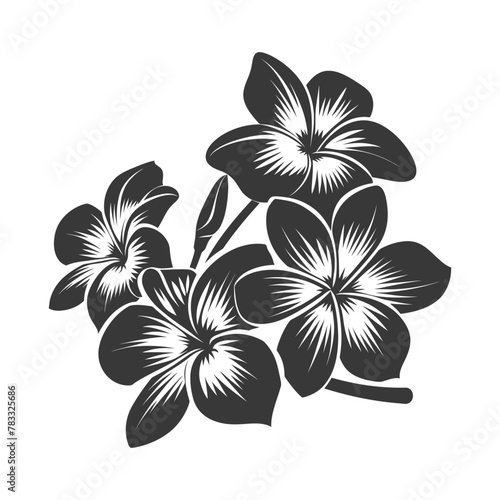 Silhouette plumeria flower black color only vector