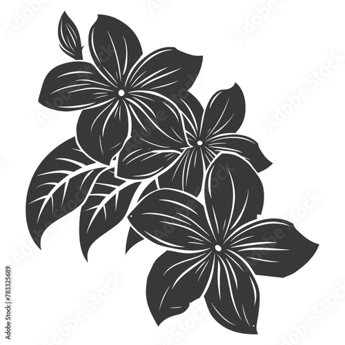 Silhouette plumeria flower black color only vector