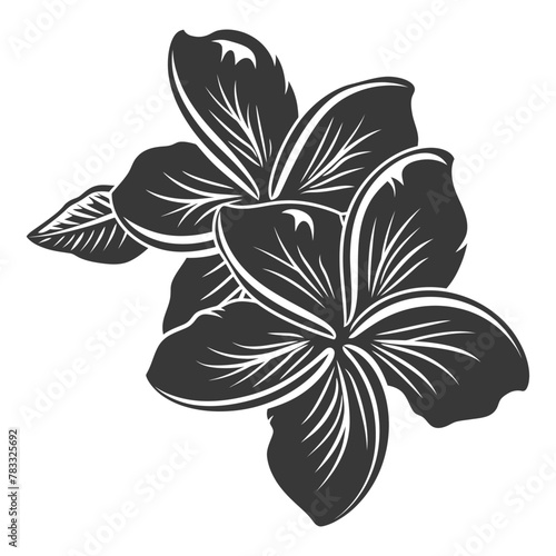 Silhouette plumeria flower black color only vector